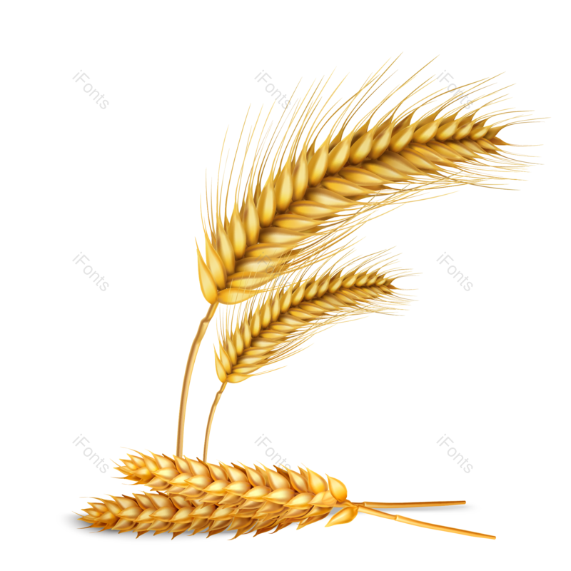 芒种图片,稻谷元素,秋天PNG,麦子免抠素材